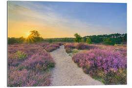 Gallery Print Abends in der blühenden Heide