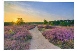 Magnettafel Abends in der blühenden Heide