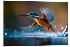 Acrylglasbild Eisvogel am Fluß