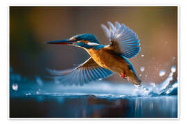 Poster Eisvogel am Fluß