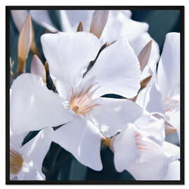 Gerahmter Kunstdruck Weißer Oleander