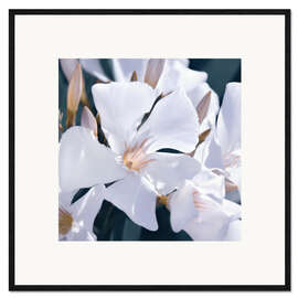Gerahmter Kunstdruck Weißer Oleander
