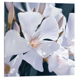 Gallery Print Weißer Oleander