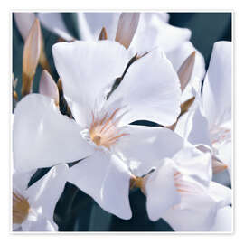 Poster Weißer Oleander
