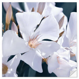 Wandsticker Weißer Oleander