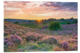 Acrylglasbild Heideblüte im Nationalpark Veluwezoom, Niederlanden - Michael Valjak