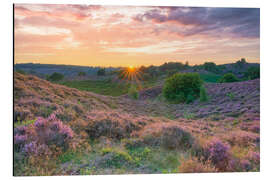 Aluminium print Heather blossom in the Veluwezoom National Park, Netherlands - Michael Valjak