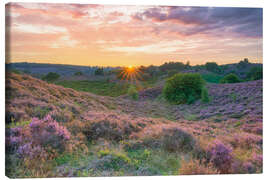 Leinwandbild Heideblüte im Nationalpark Veluwezoom, Niederlanden - Michael Valjak