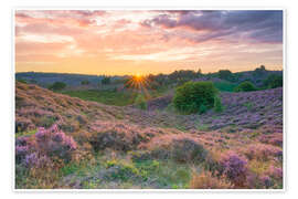 Poster Heideblüte im Nationalpark Veluwezoom, Niederlanden - Michael Valjak