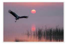 Poster Morgen am Teich