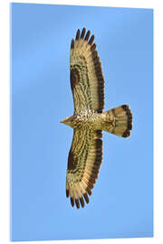 Acrylglasbild Der Wespenbussard im Flug - Bernhard Kaiser