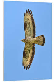Tableau en aluminium The Honey Buzzard in flight - Bernhard Kaiser