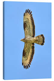 Leinwandbild Der Wespenbussard im Flug - Bernhard Kaiser