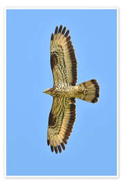 Wandbild Der Wespenbussard im Flug - Bernhard Kaiser