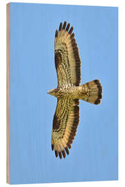 Stampa su legno The Honey Buzzard in flight - Bernhard Kaiser