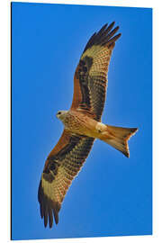 Alubild Rotmilan im Flug