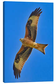 Leinwandbild Rotmilan im Flug