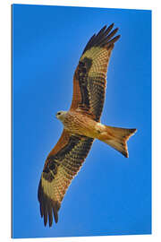 Gallery Print Rotmilan im Flug