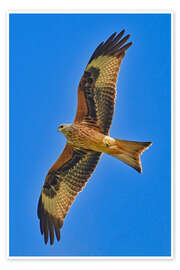 Poster Rotmilan im Flug