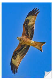 Wandsticker Rotmilan im Flug