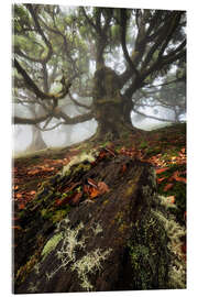 Tableau en verre acrylique Tree creature of Fanal, Madeira - Martin Podt