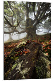 Alubild Baumwesen von Fanal, Madeira - Martin Podt
