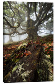 Leinwandbild Baumwesen von Fanal, Madeira - Martin Podt