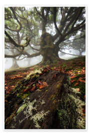 Wandbild Baumwesen von Fanal, Madeira - Martin Podt