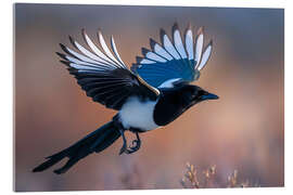 Acrylglasbild Elster im Flug