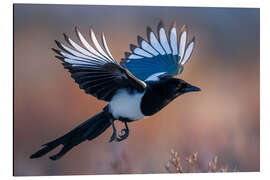 Alubild Elster im Flug