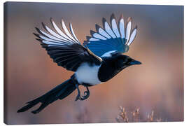 Leinwandbild Elster im Flug