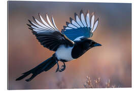 Gallery Print Elster im Flug