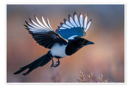 Poster Elster im Flug