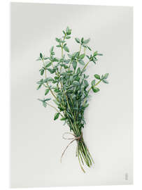 Acrylglasbild Frischer Thymian - artill