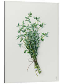 Alubild Frischer Thymian