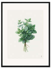 Gerahmter Kunstdruck Frische Minze - artill