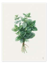 Poster Frische Minze - artill