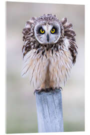 Acrylglasbild Aufgeplusterte Sumpfohreule - Moqui, Daniela Beyer