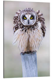 Tableau en aluminium Fluffed-up Short-eared Owl - Moqui, Daniela Beyer