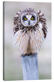 Leinwandbild Aufgeplusterte Sumpfohreule - Moqui, Daniela Beyer