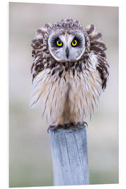 Hartschaumbild Aufgeplusterte Sumpfohreule - Moqui, Daniela Beyer