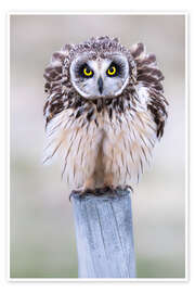 Poster Aufgeplusterte Sumpfohreule - Moqui, Daniela Beyer