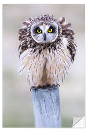 Wandsticker Aufgeplusterte Sumpfohreule - Moqui, Daniela Beyer