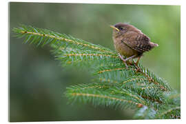 Acrylglasbild Junger Zaunkönig