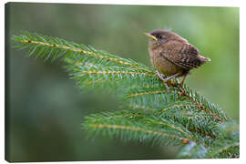 Leinwandbild Junger Zaunkönig