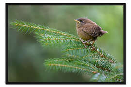 Gerahmter Kunstdruck Junger Zaunkönig