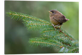 Gallery Print Junger Zaunkönig