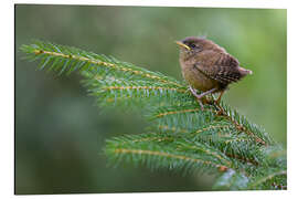 Magnettafel Junger Zaunkönig