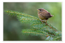 Poster Junger Zaunkönig