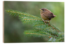 Holzbild Junger Zaunkönig